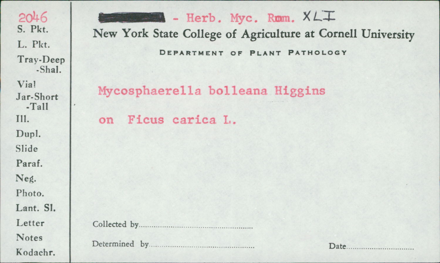 Mycosphaerella bolleana thumbnail