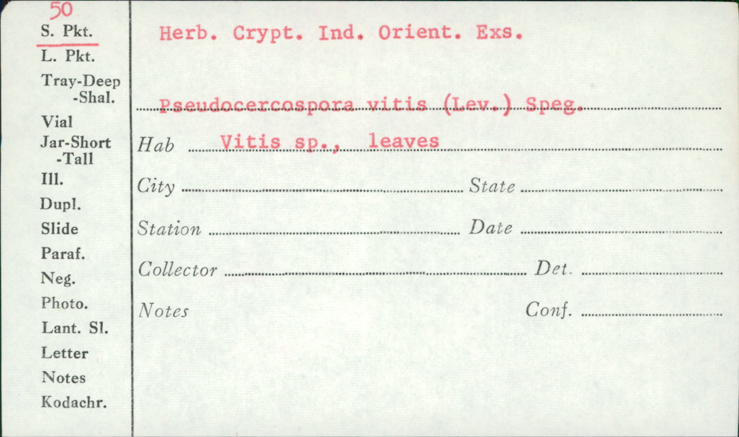 Pseudocercospora vitis