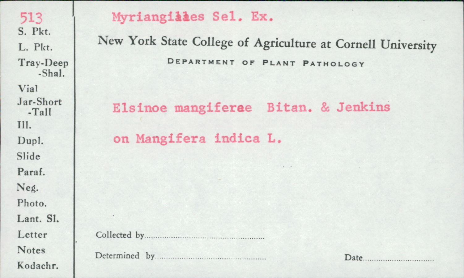 Elsinoë mangiferae image