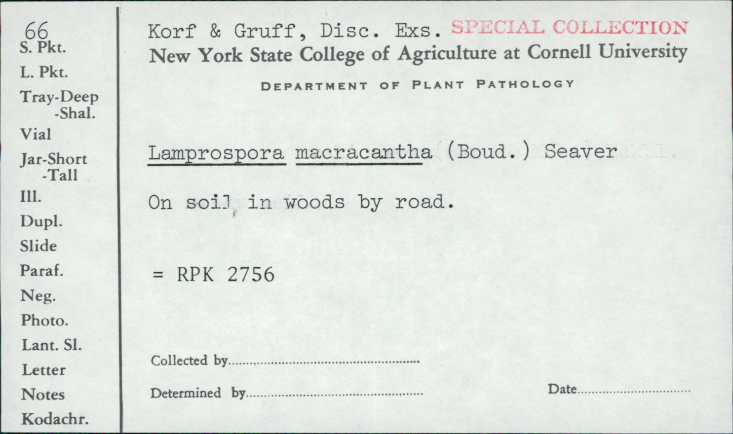 Lamprospora macrantha image