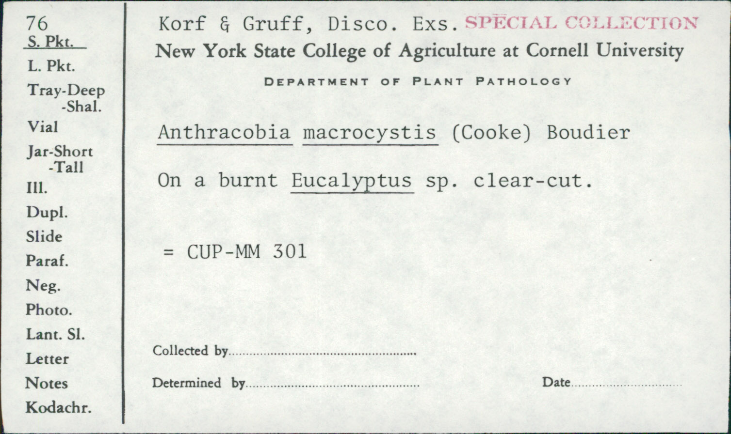 Anthracobia macrocystis
