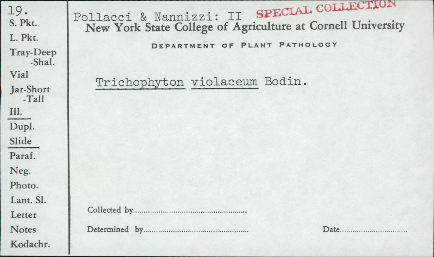 Trichophyton violaceum