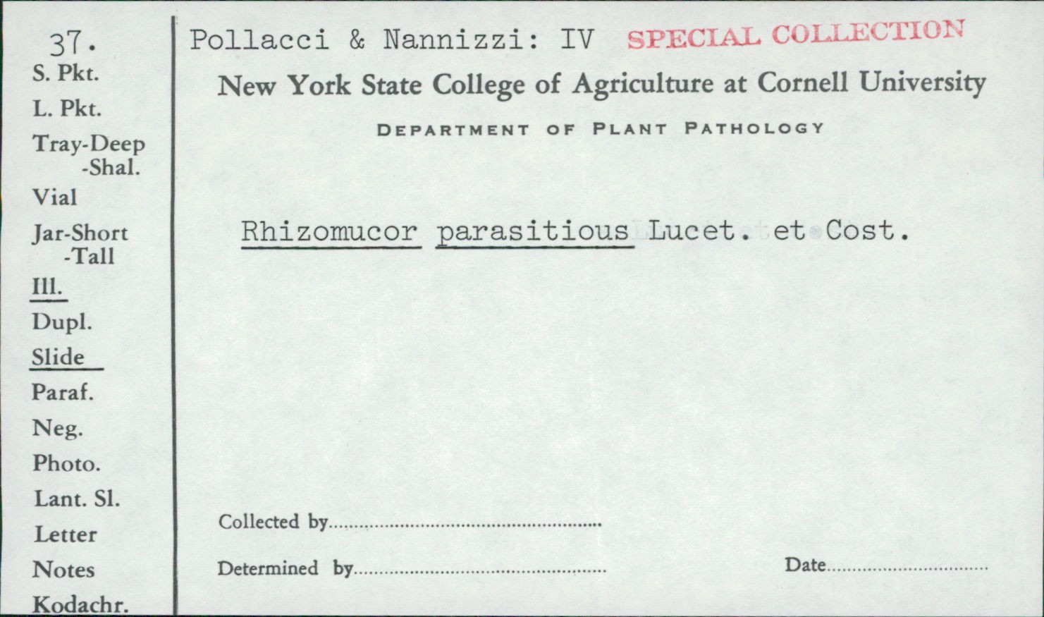 Rhizomucor