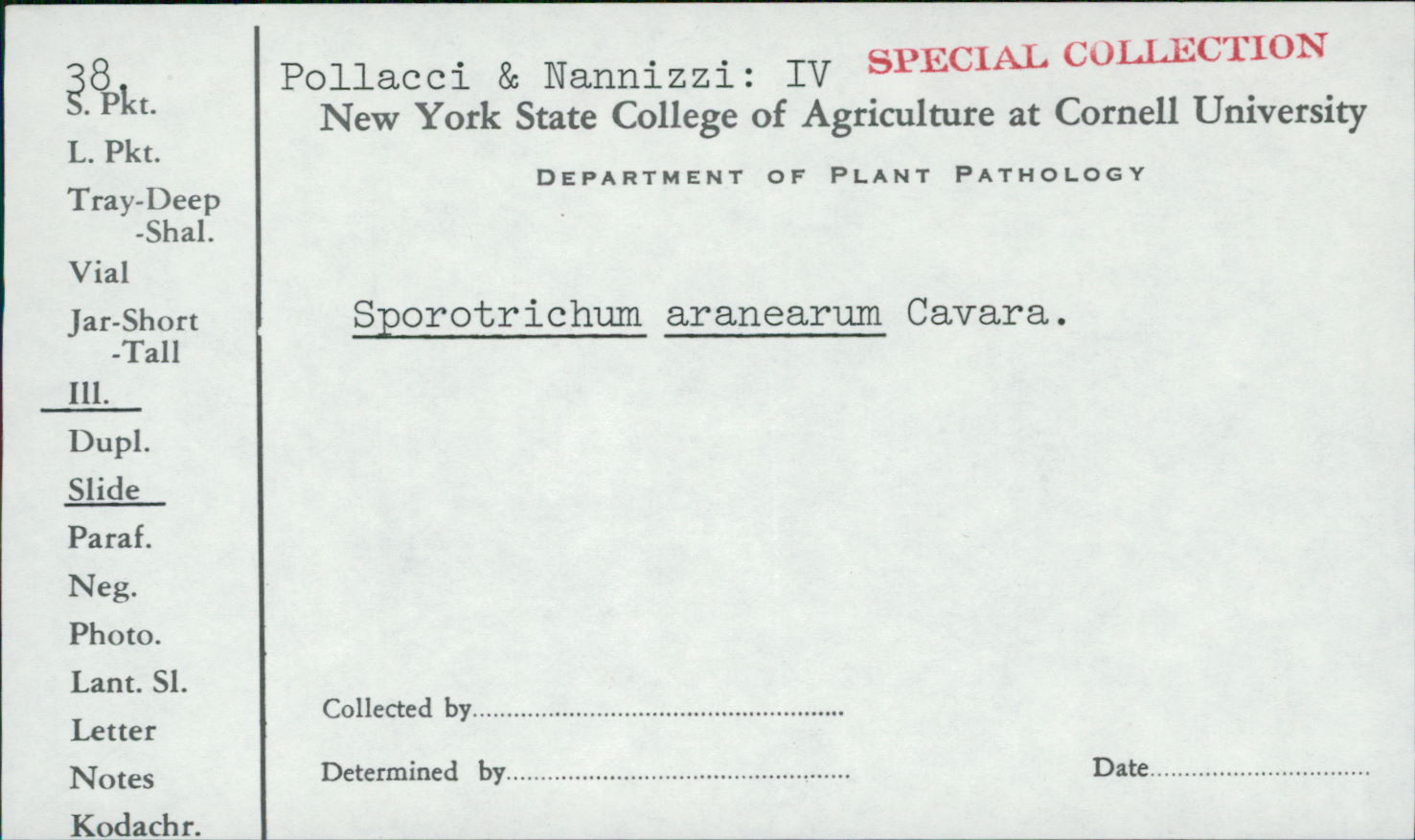 Engyodontium aranearum image