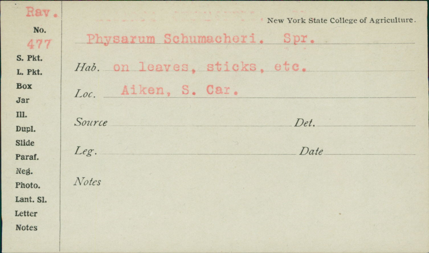 Physarum schumacheri image