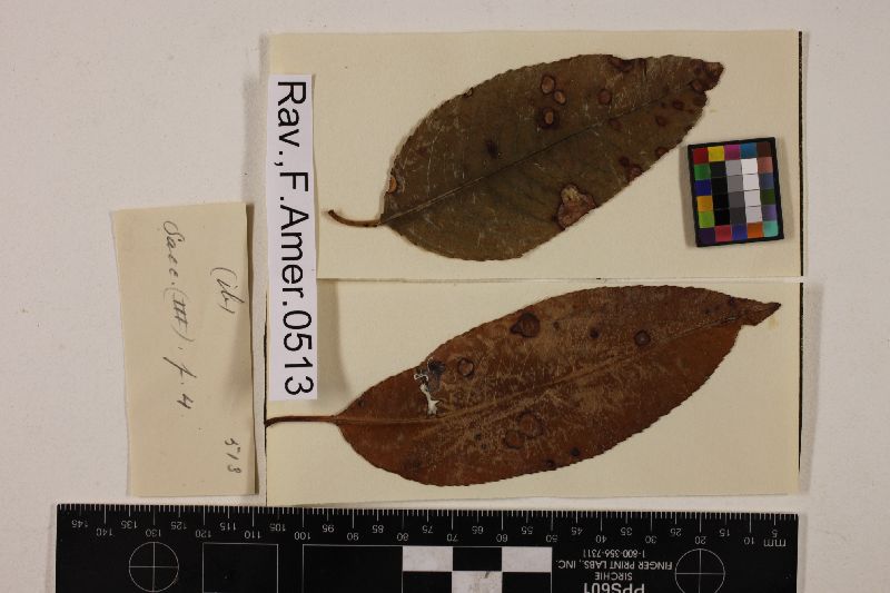 Phyllosticta serotina image