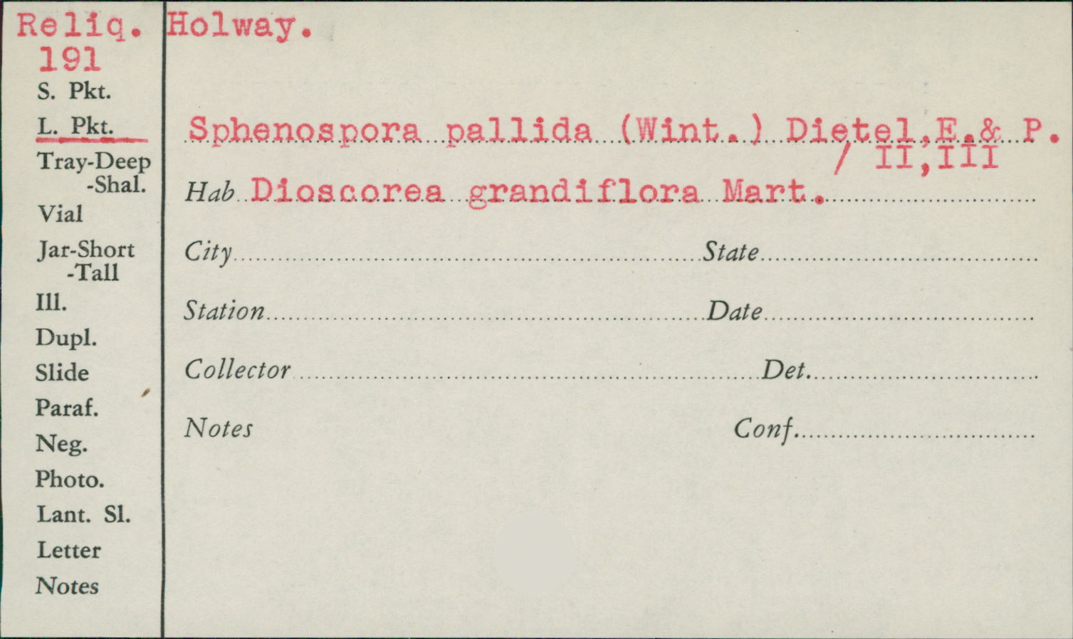 Sphenospora pallida image