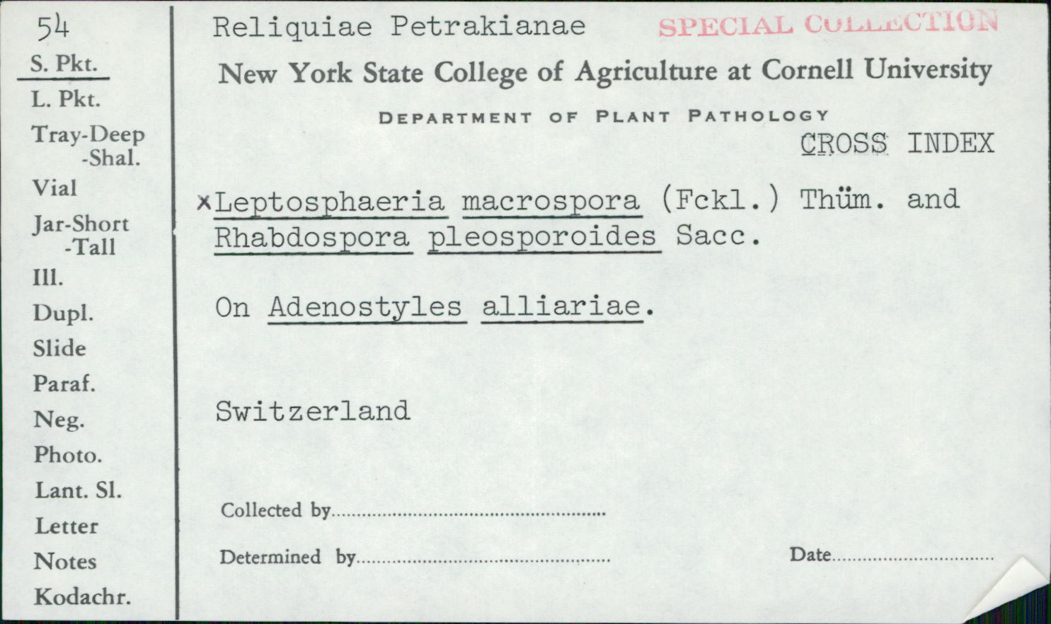 Macrospora