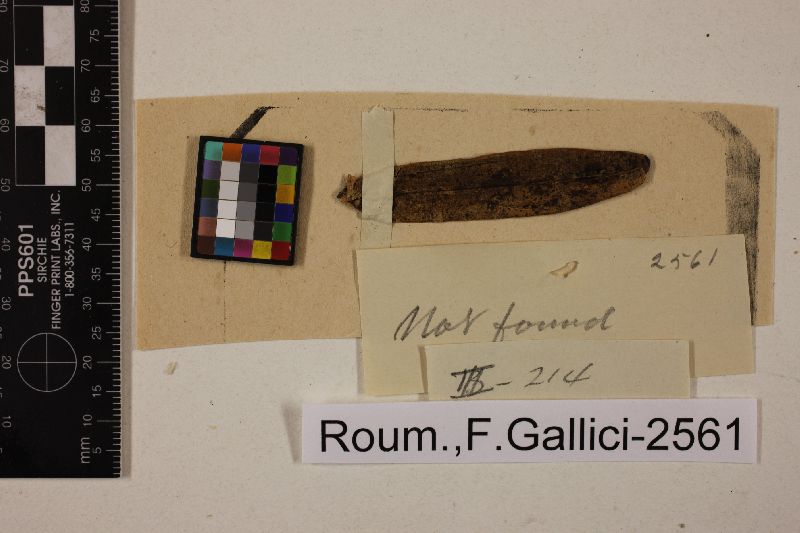 Asterina angreci image