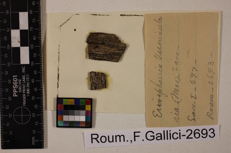 Chaetosphaeria vermicularioides image