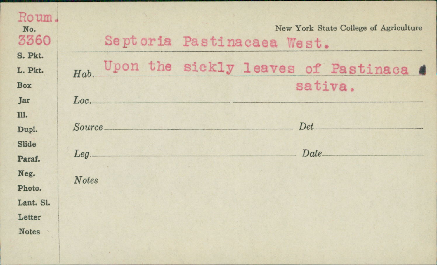 Septoria pastinacae image