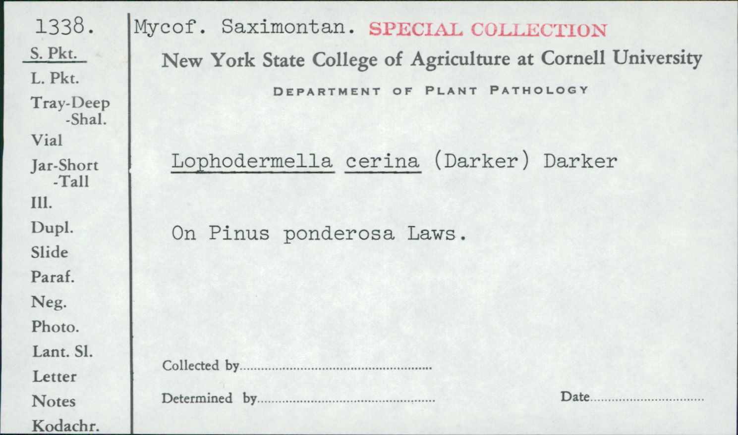 Lophodermella thumbnail