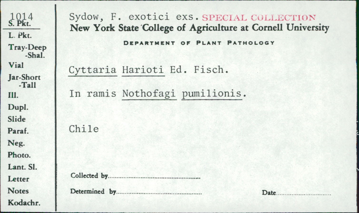 Cyttaria hariotii thumbnail