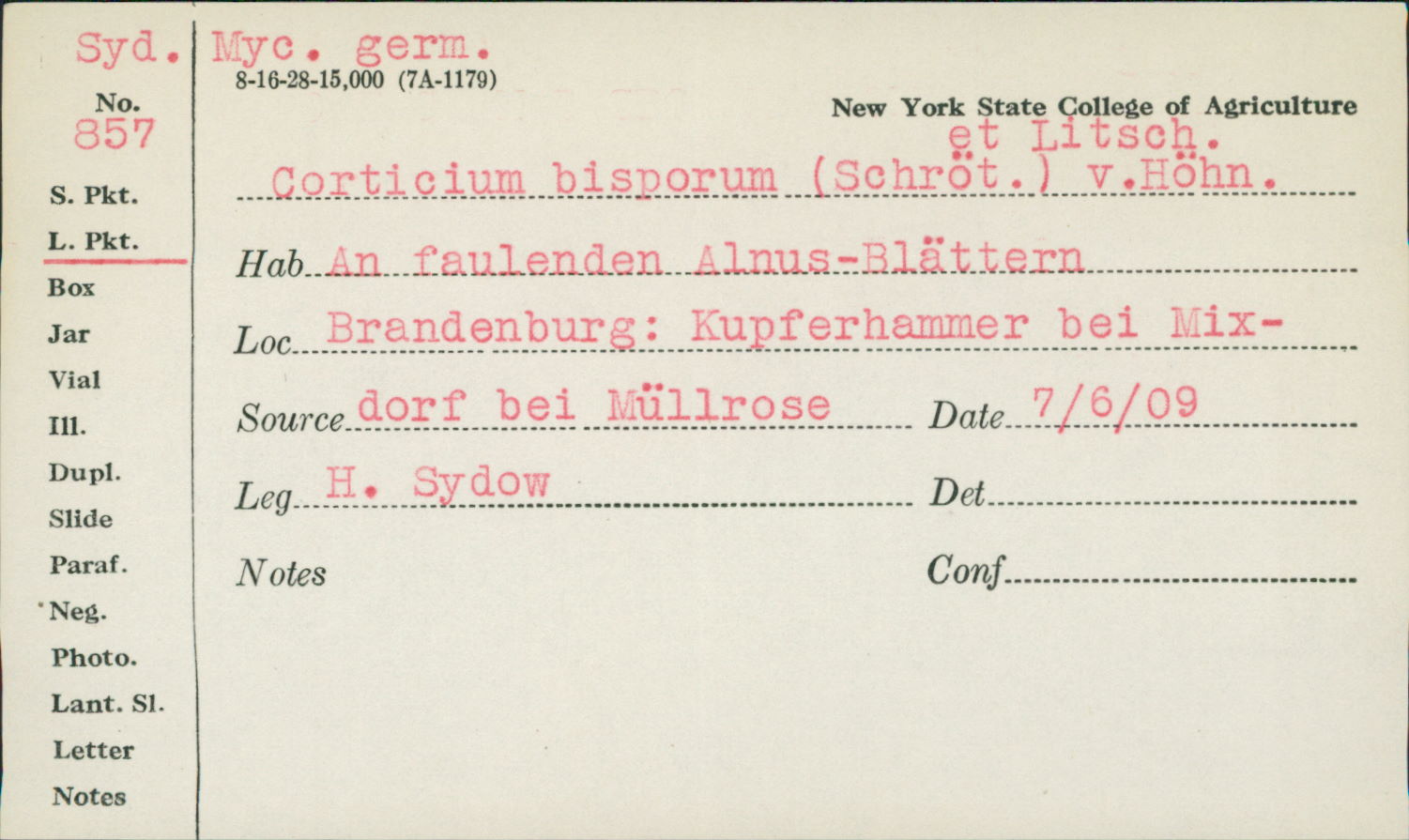 Athelia arachnoidea image