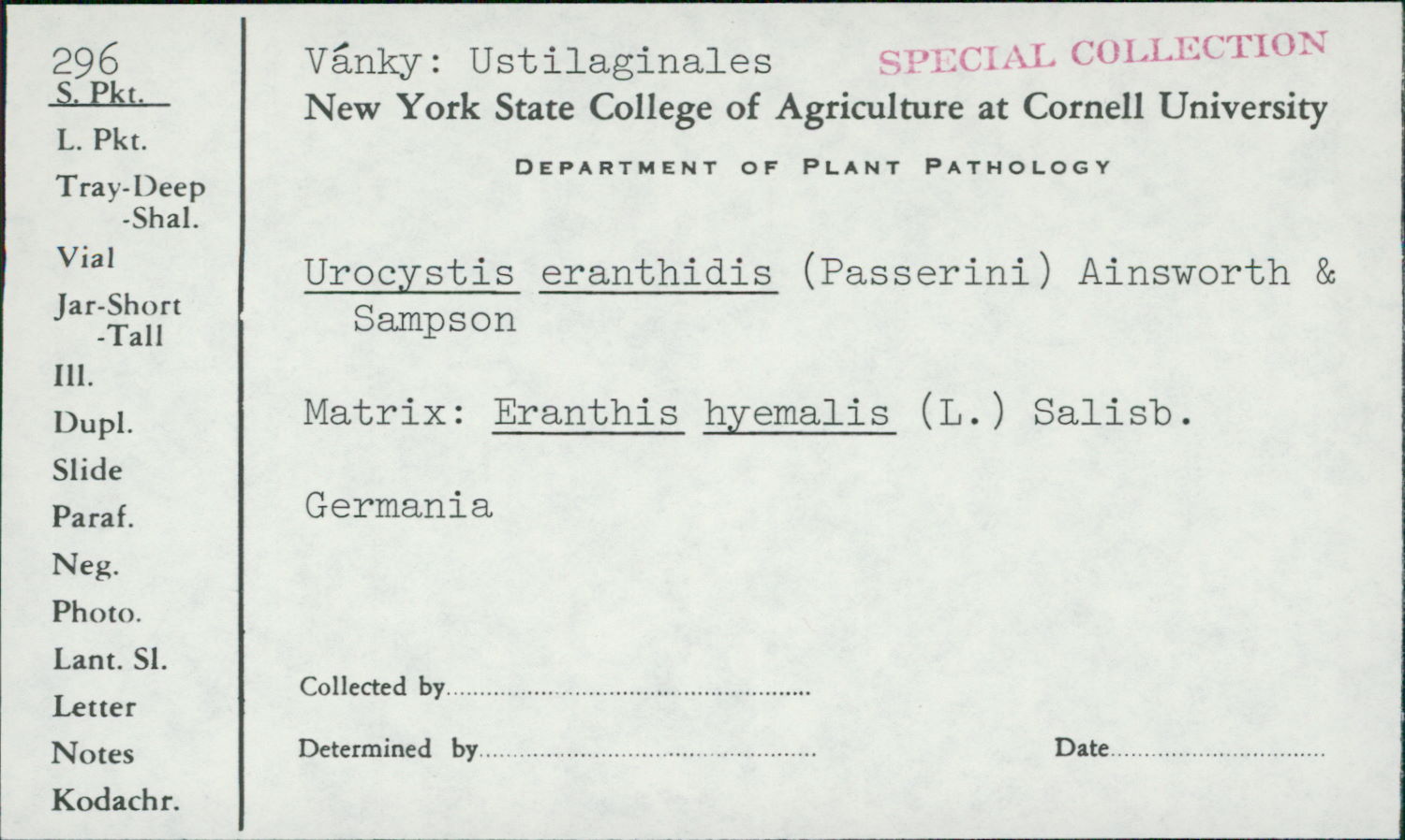 Urocystis eranthidis image