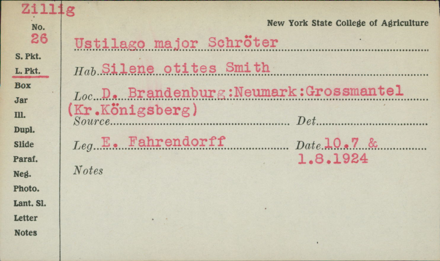 Microbotryum major image