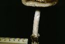 Amanita ceciliae image