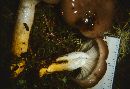 Gomphidius glutinosus image