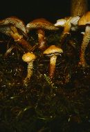 Cystoderma fallax image