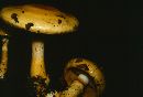 Cortinarius delibutus image