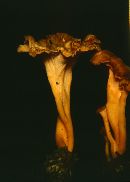 Craterellus lutescens image