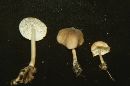 Mycena kauffmanii image