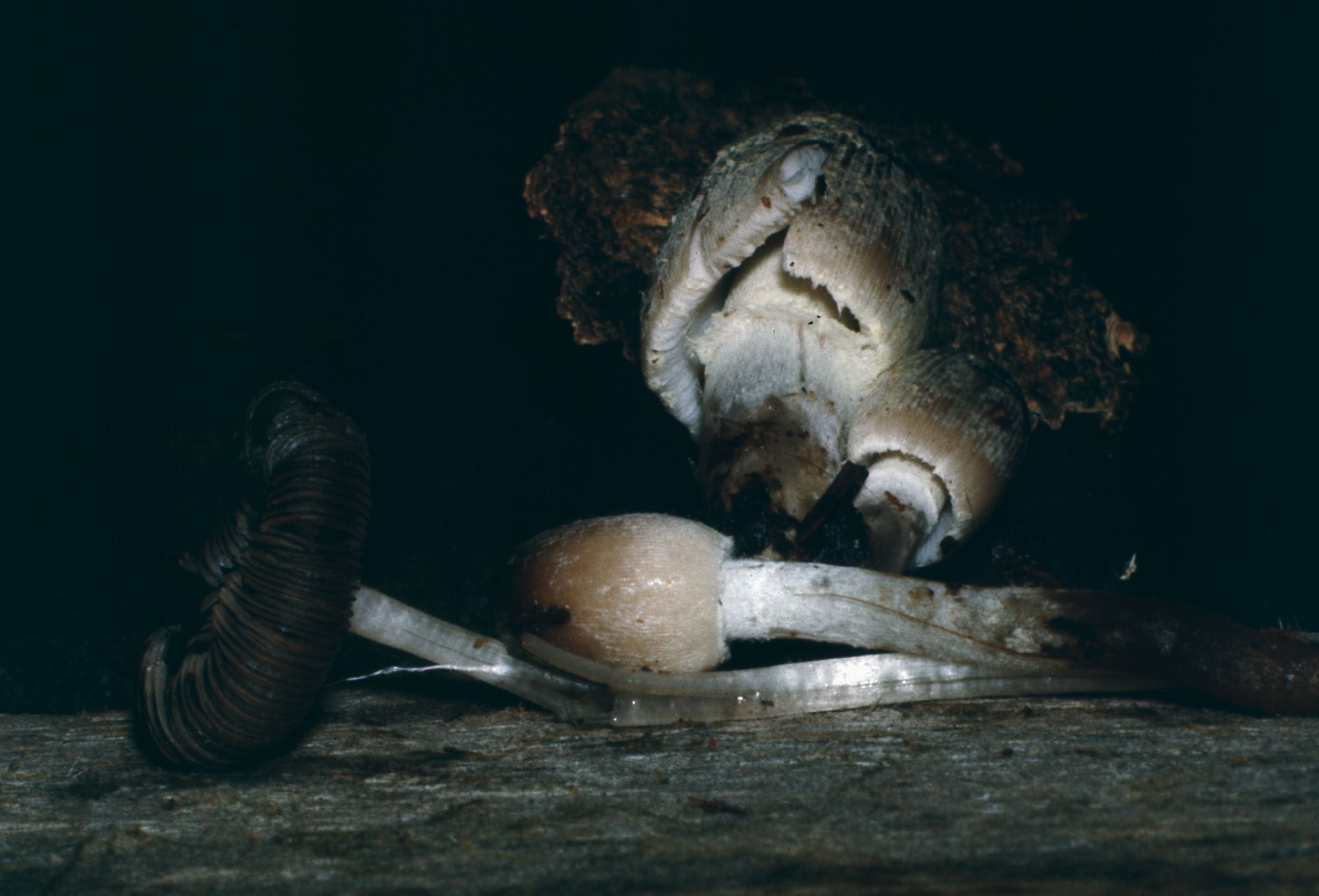 Coprinopsis lagopides