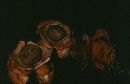 Geastrum triplex image