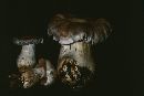 Cortinarius alboviolaceus image