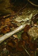 Legaliana badia image