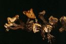 Cudonia circinans image