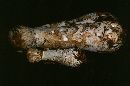 Hypomyces hyalinus image