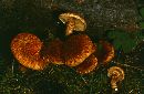 Inocybe dulcamara image