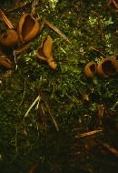 Otidea leporina image