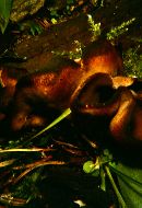 Legaliana badia image