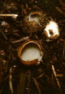 Geopora arenicola image