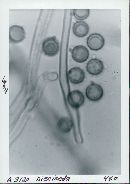 Disciseda bovista image