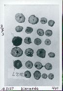 Disciseda bovista image