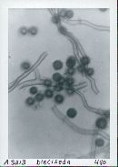 Disciseda bovista image