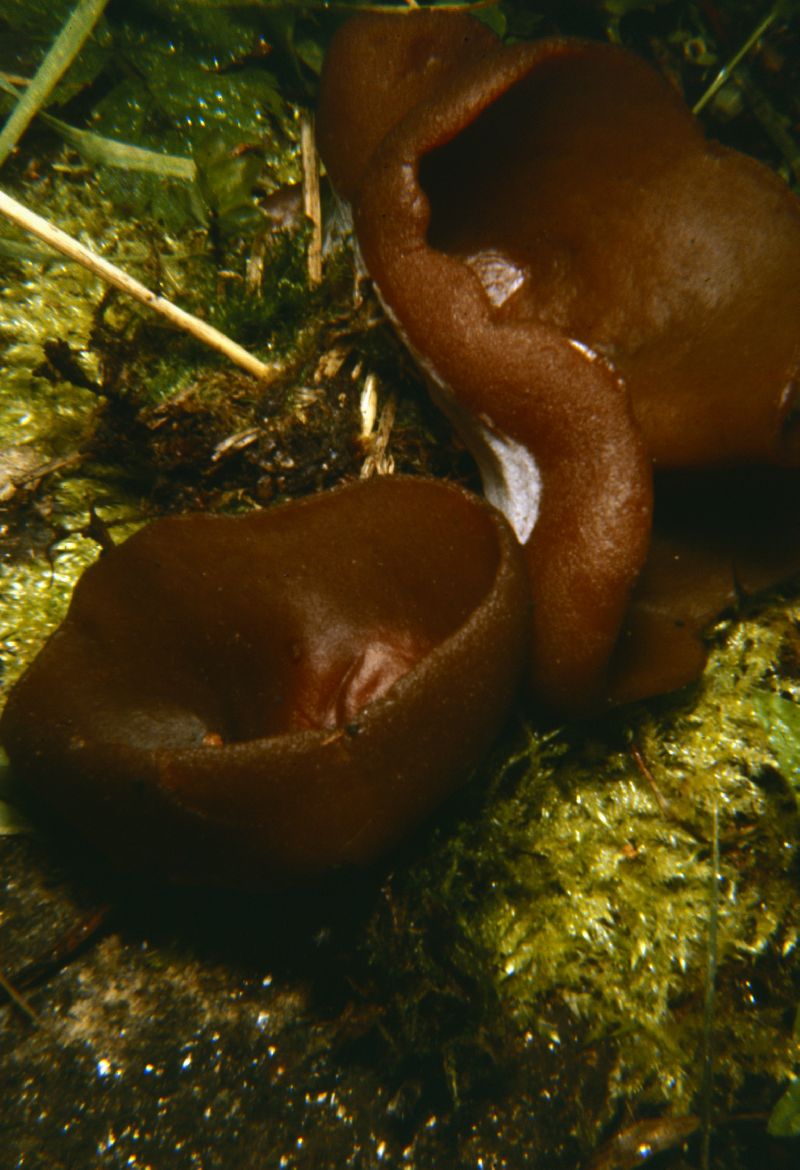 Legaliana badia image