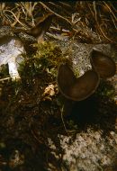 Helvella bicolor image