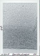 Bovista plumbea image