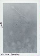 Bovista plumbea image