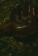 Legaliana badia image