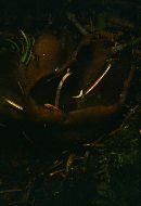 Legaliana badia image