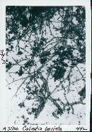 Calvatia bovista image