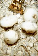 Lycoperdon rimulatum image
