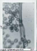 Thumbnail image of current specimen