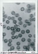 Thumbnail image of current specimen