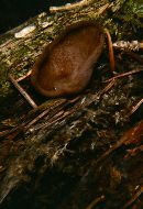 Legaliana badia image